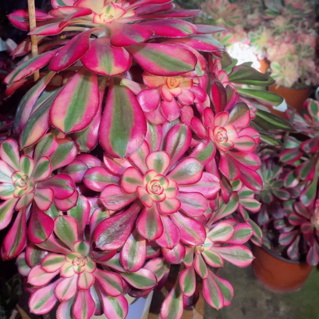 多肉植物香奈儿732