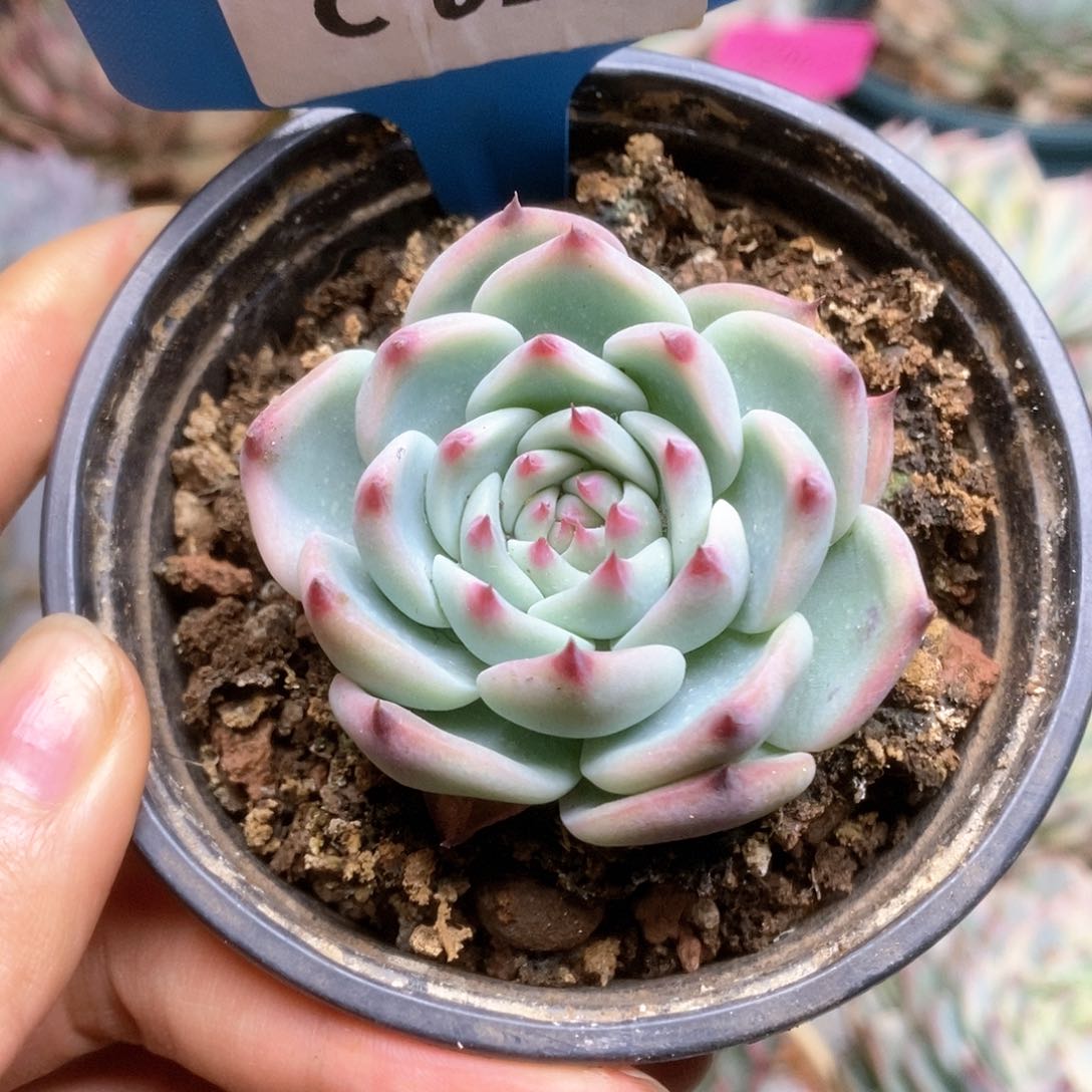 C265锦锦锦锦锦锦锦