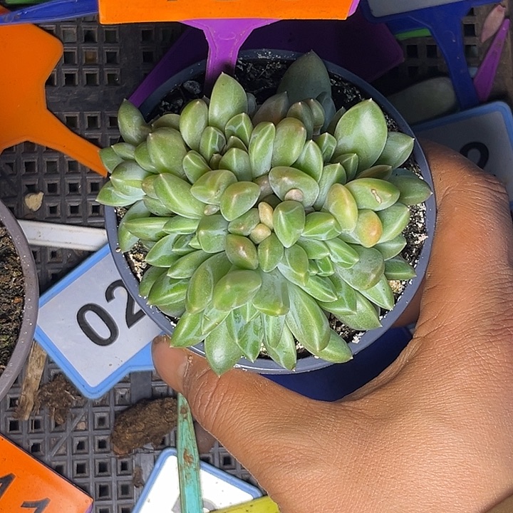 多肉植物雨花石480