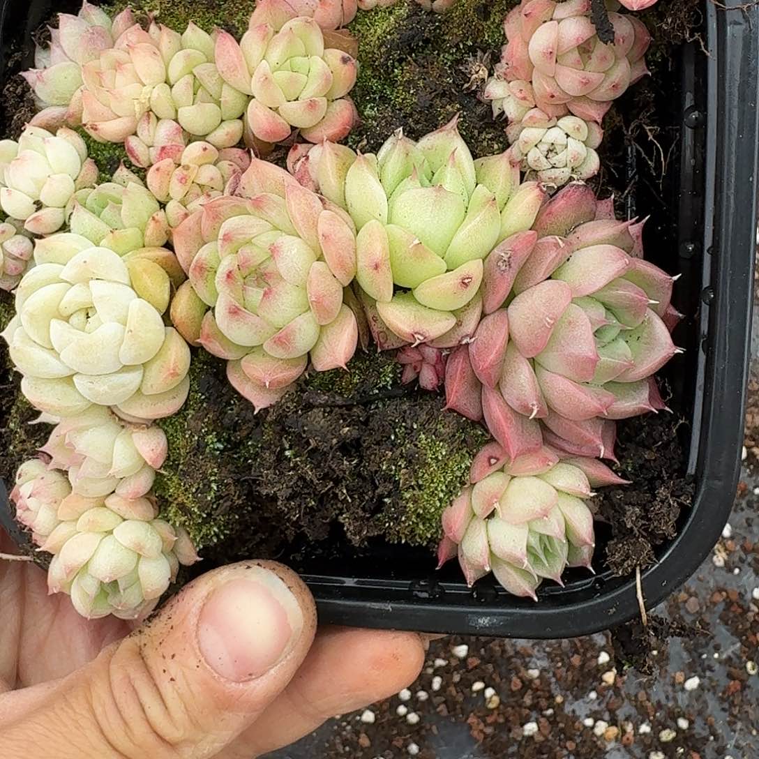 杂交新品珍妮多肉1134