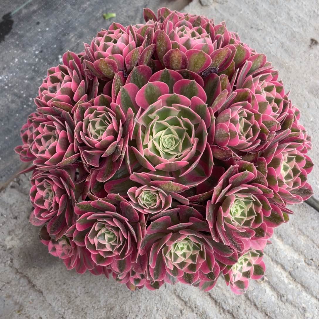 茶杯紫砂下*天个哈哈哈哈