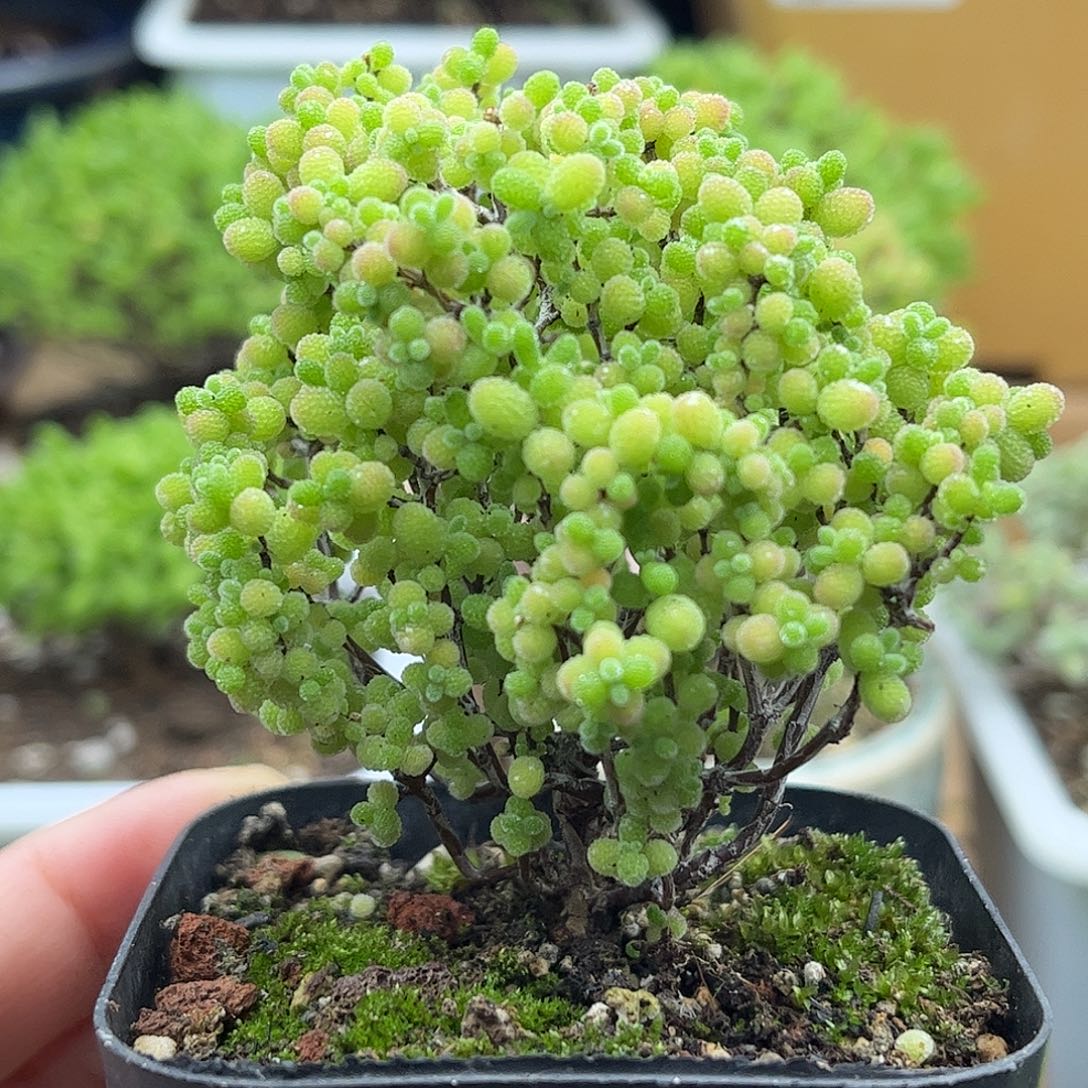 007蜜桔糖球优选枝干