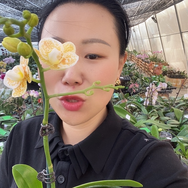 无花朵黄金豹蝴蝶兰