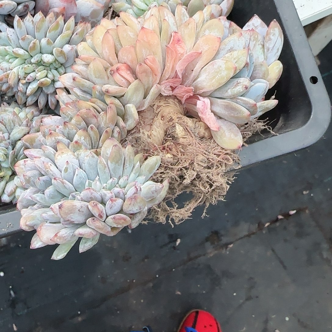 安***儿青蛙王子儿童牙膏11