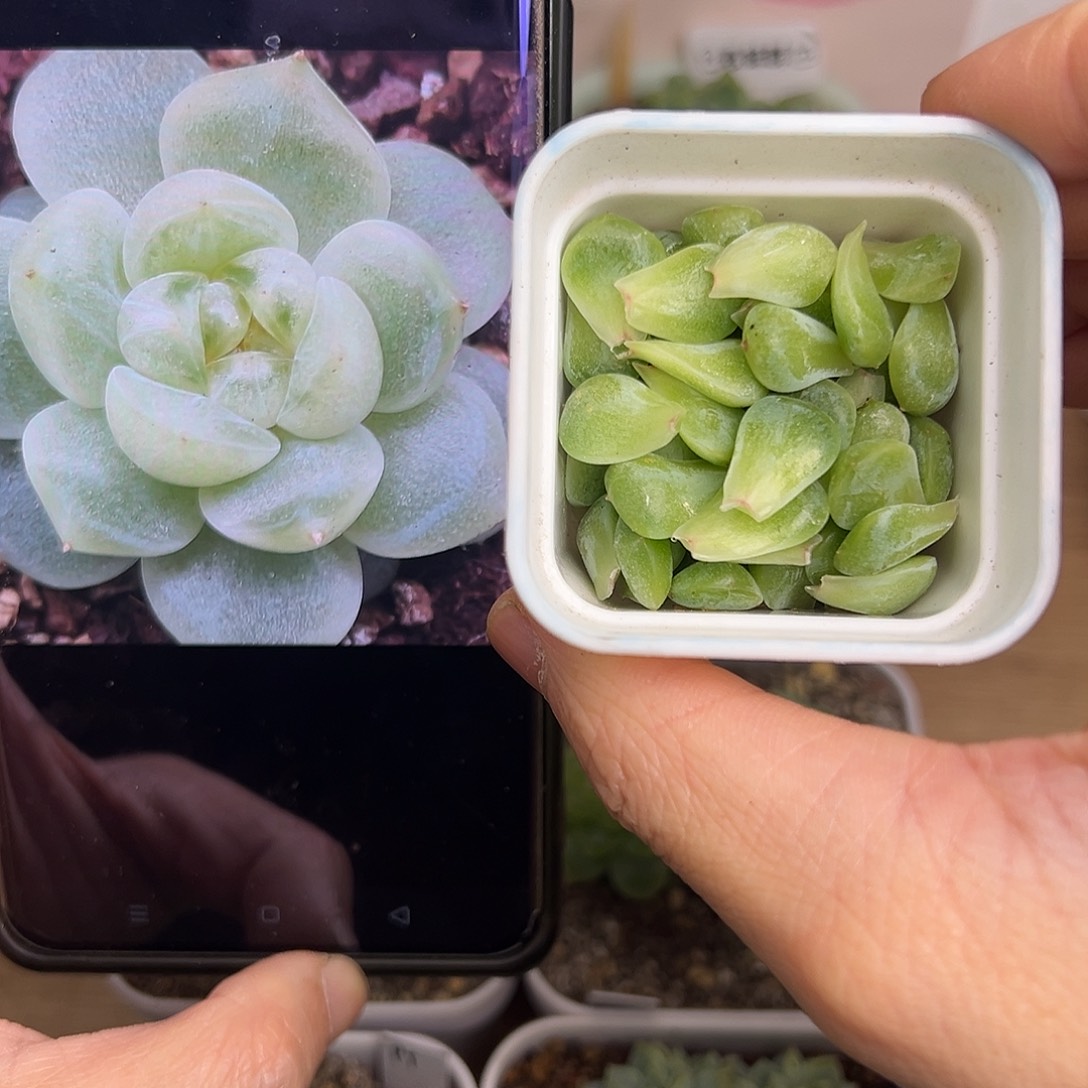 独家财富密码叶子一个