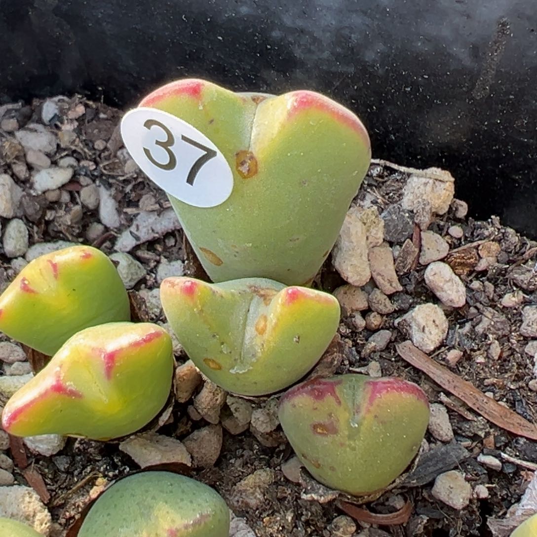 A**.多肉植物111111111111111