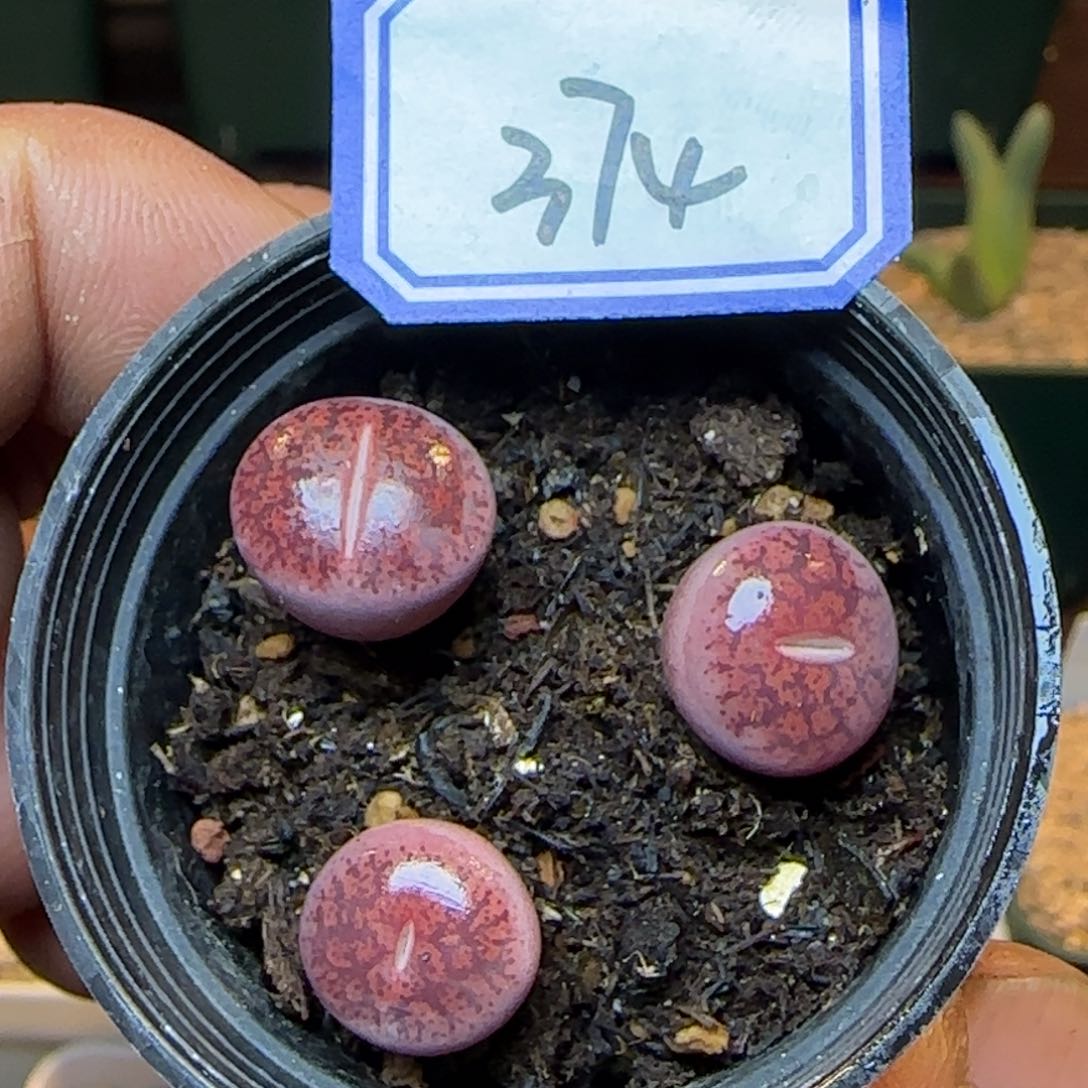 酒红紫薰。    带盆土。  