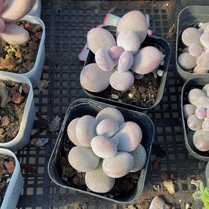 大奶酪带盆土发货