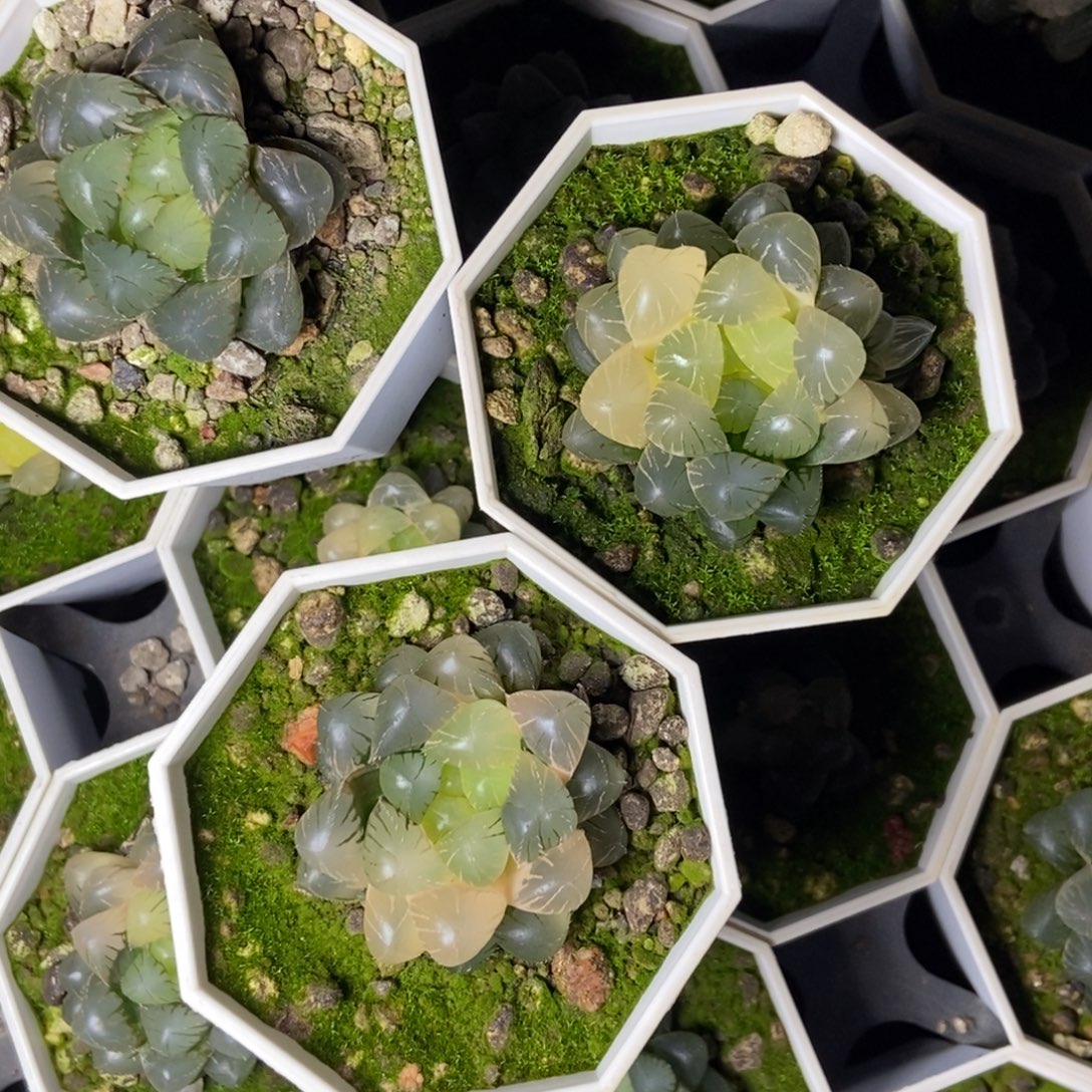 是是是是是是是是是寿