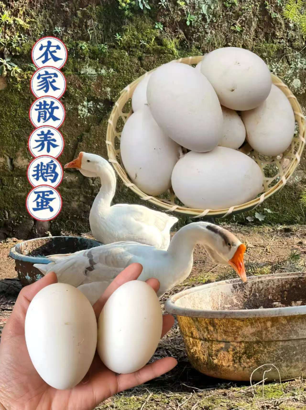 纯粮散养新鲜土鹅蛋现捡现发适合孕妇老人食用