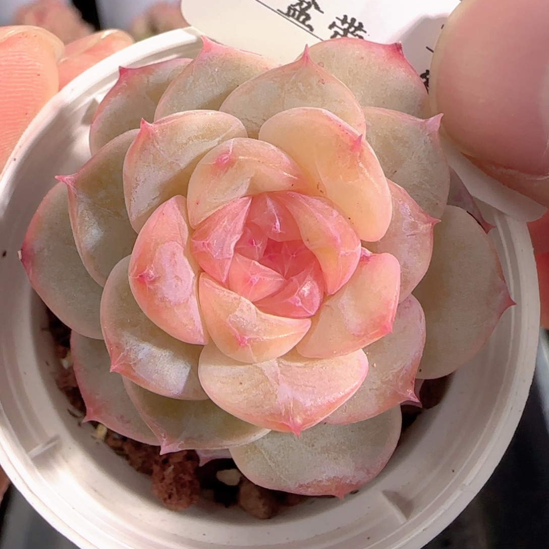 多肉0103-163糖心糖心