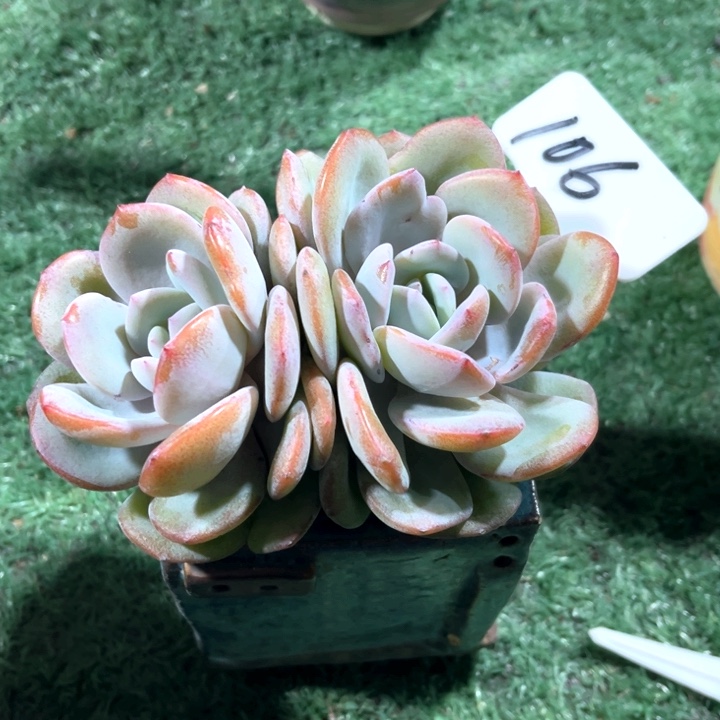 2个头奶茶106号码牌子的话