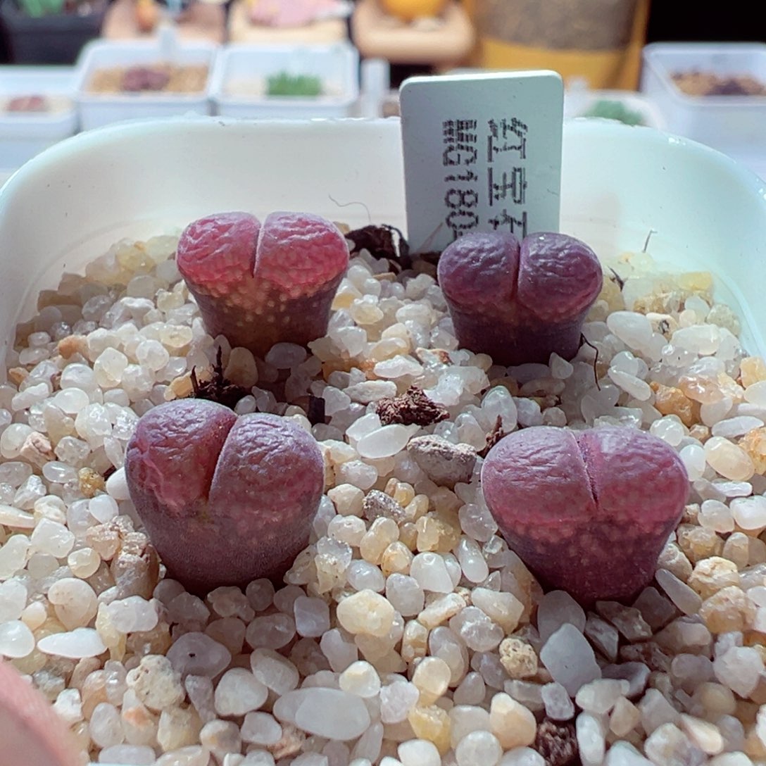 103-246多肉多肉1804.5