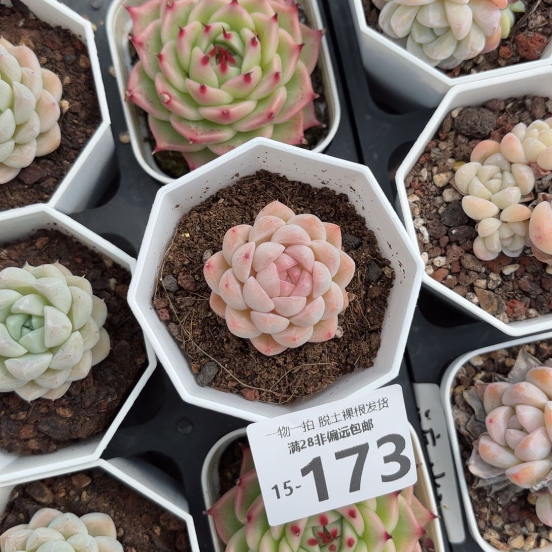 白梦单头多肉多肉多肉