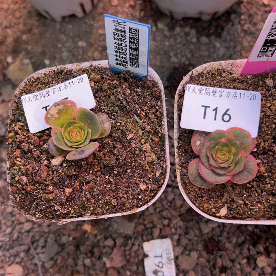 ?****来龙沙遗梦，绝色系 TM16.17