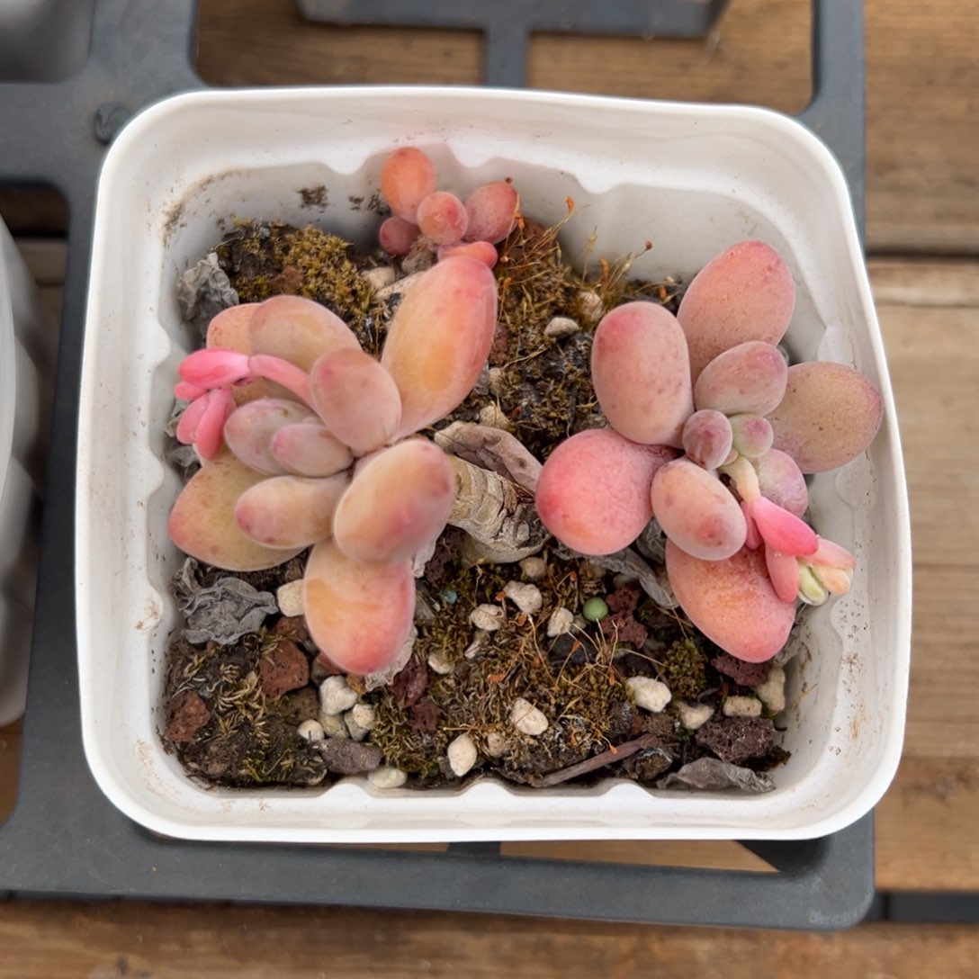 苹果奶，肉嘟嘟的抢