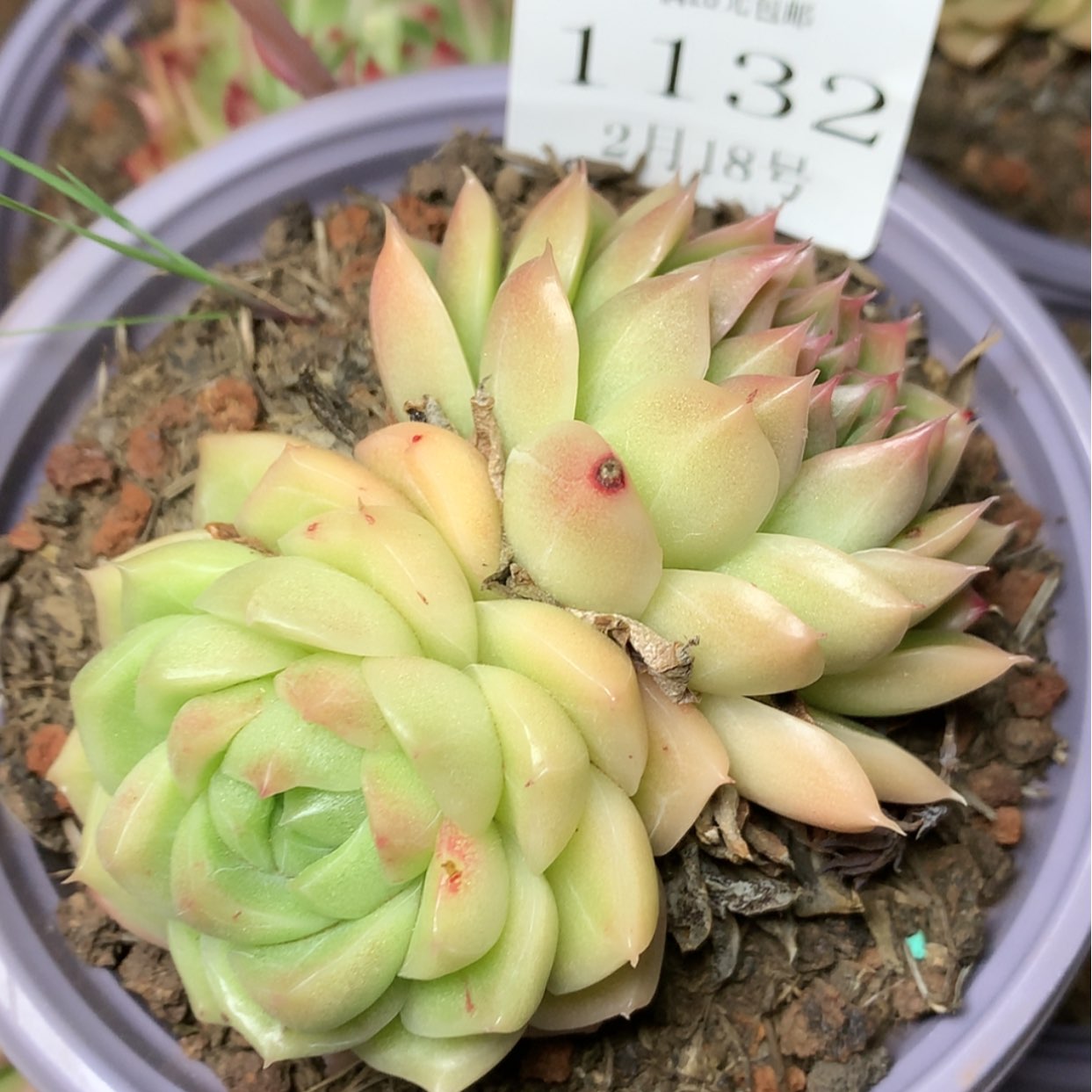 【闪购商品】云1132