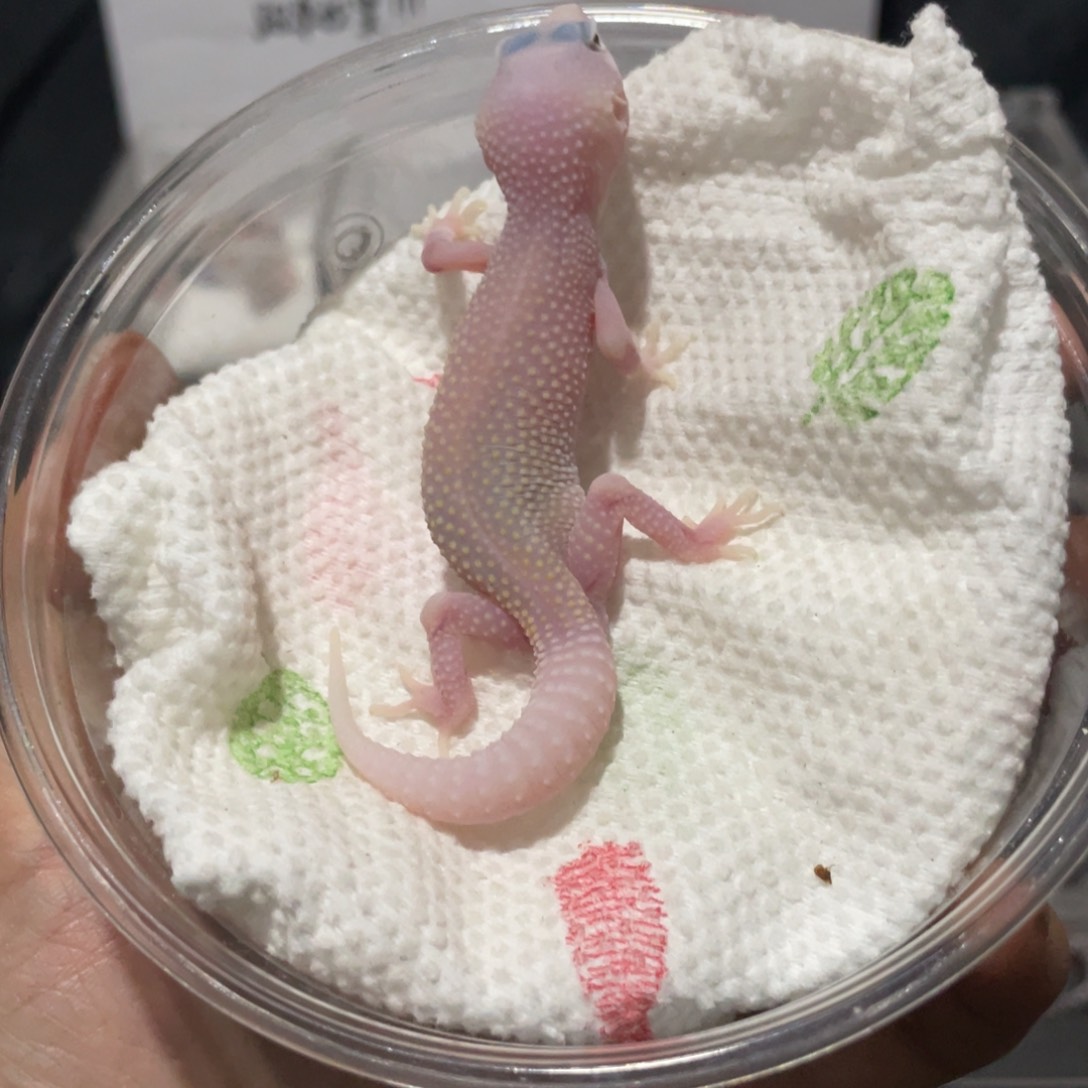 豹纹守宫恶魔白酒7