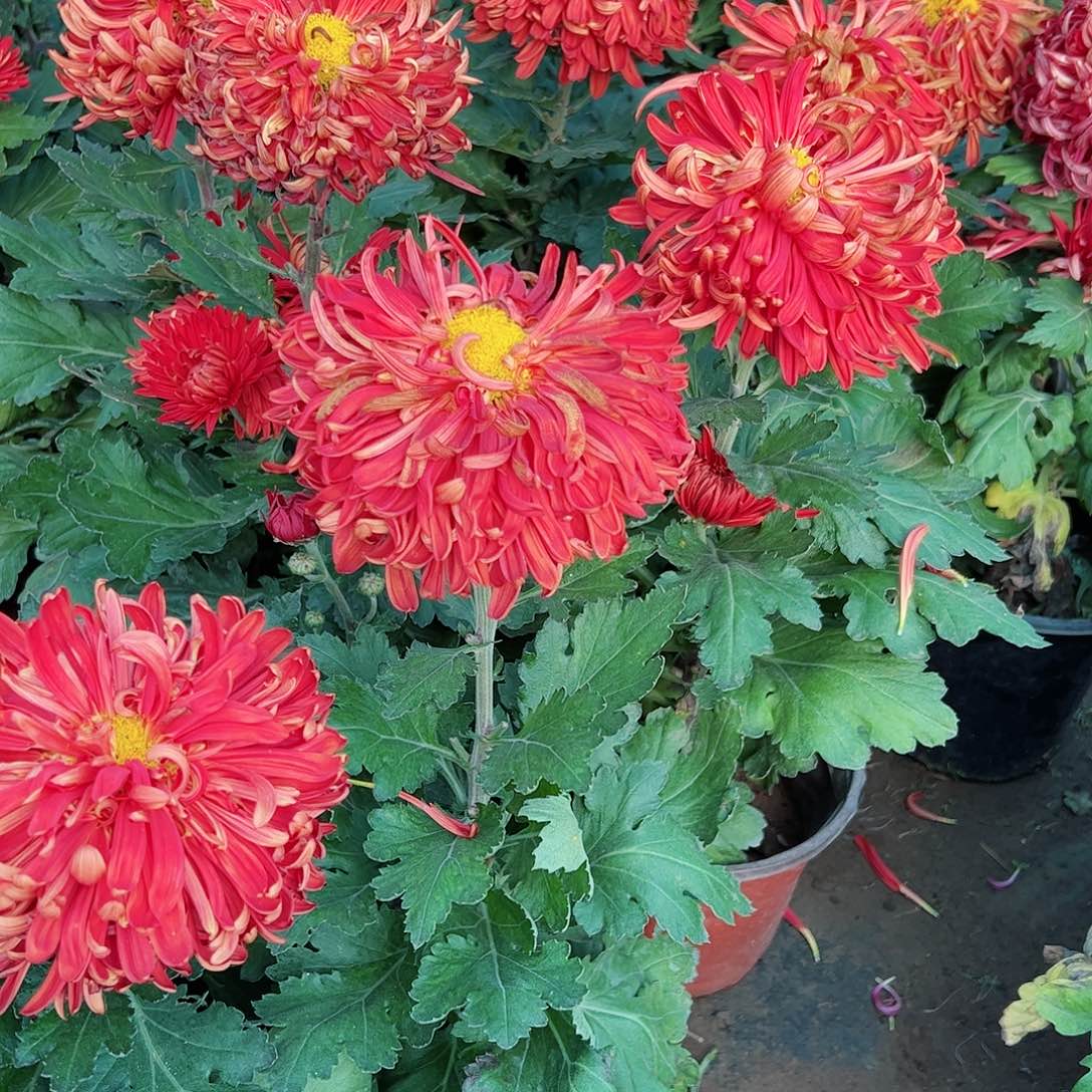 完全开放独本圣火母本不售后