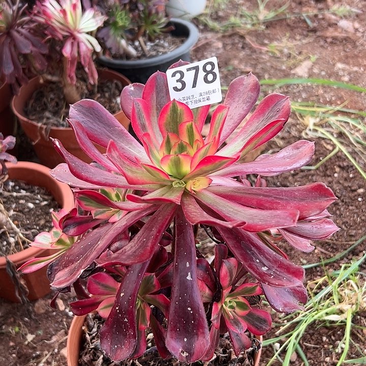 378多肉植物美杜莎