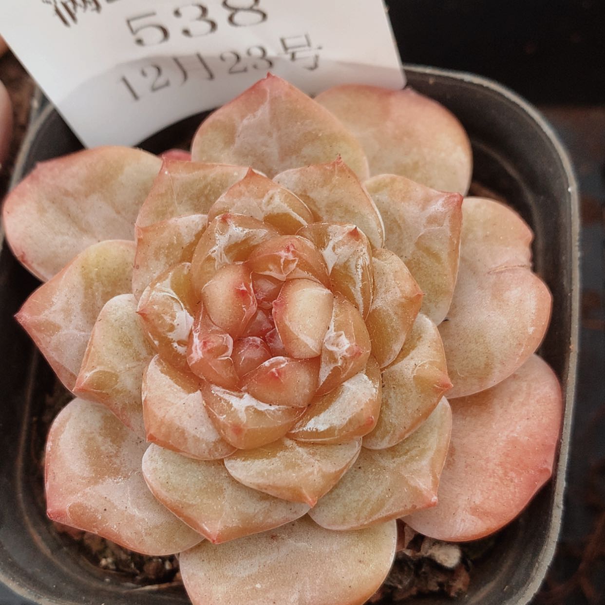 【闪购商品】云538号