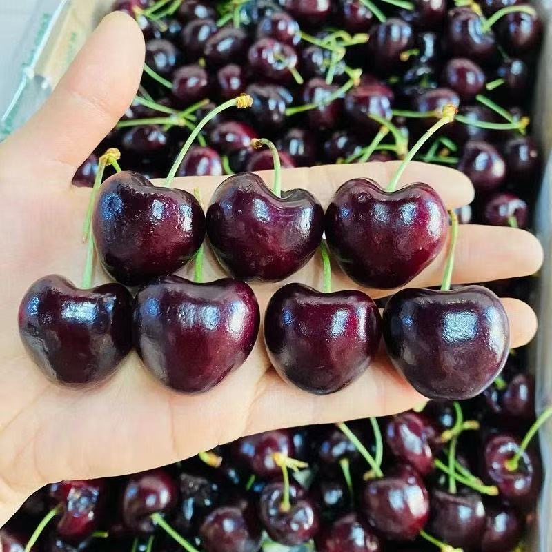 散装空运进口果爱车厘子4J级500g/份国外智利