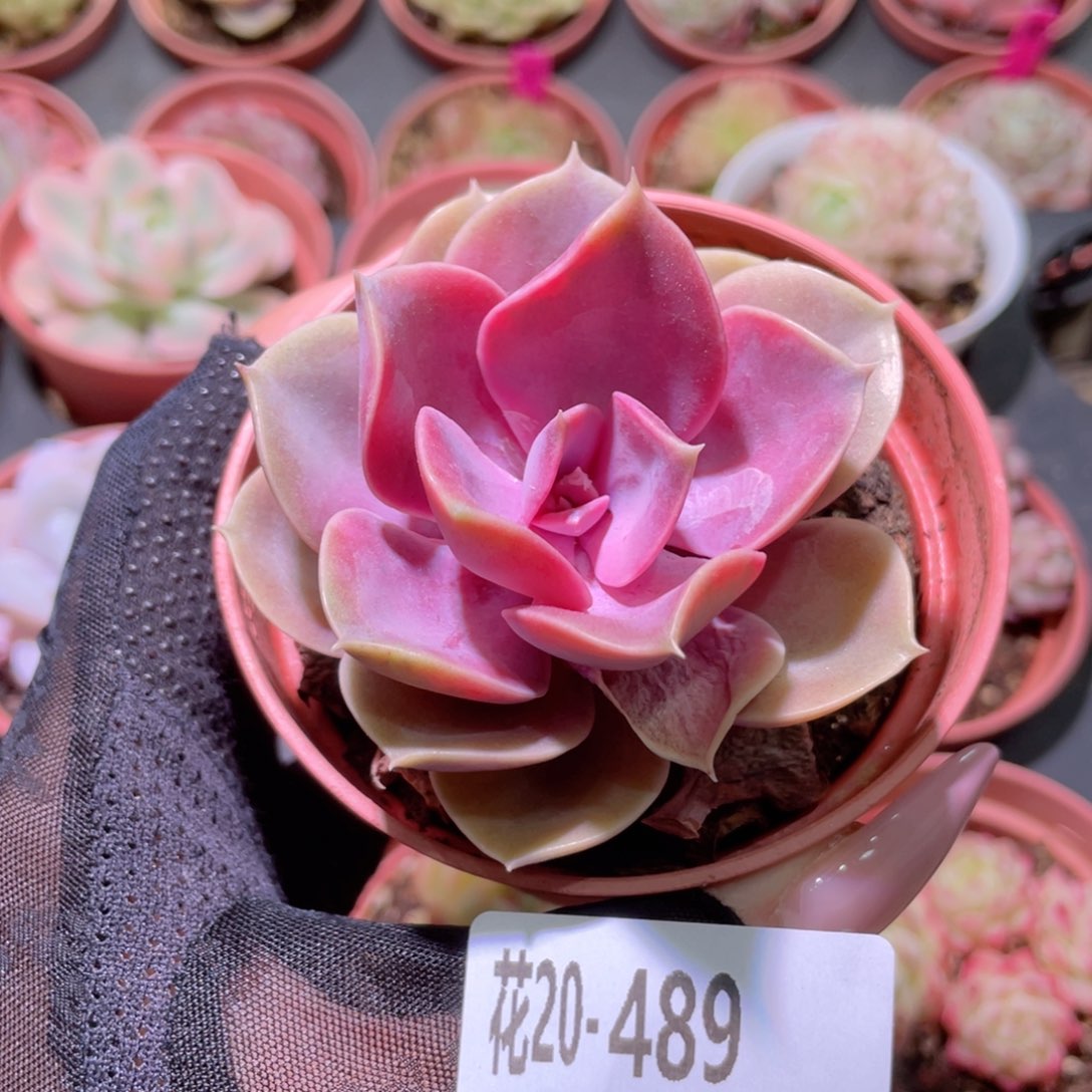 花利美20-489彩虹