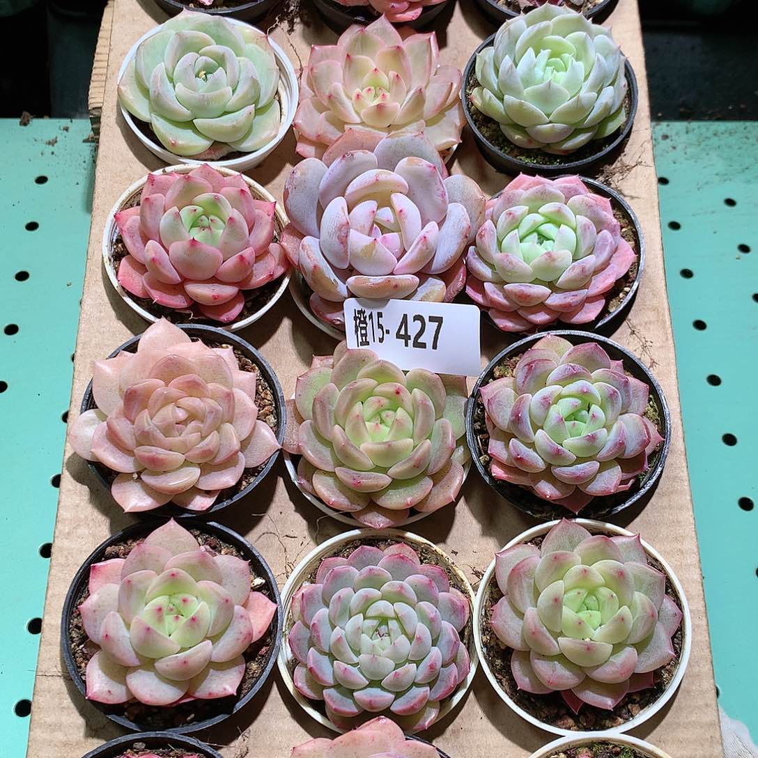 15-427一物一拍带盆18颗