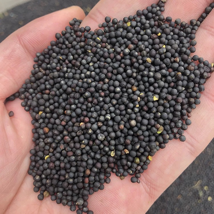 湖南茶陵本地菜籽油 现榨新油