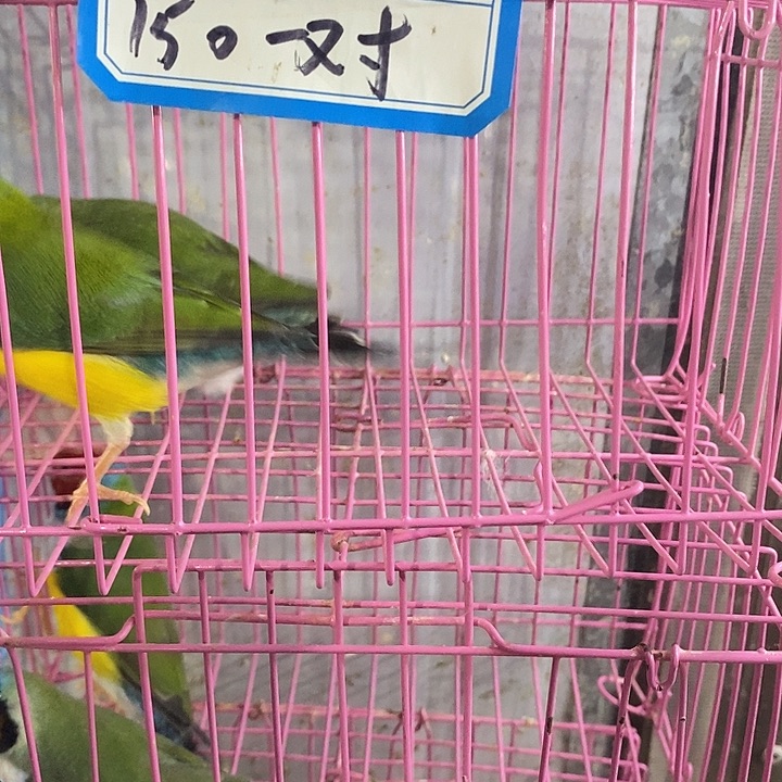 越***好文鸟特价高彩一对包活到家收到货拍开箱视频