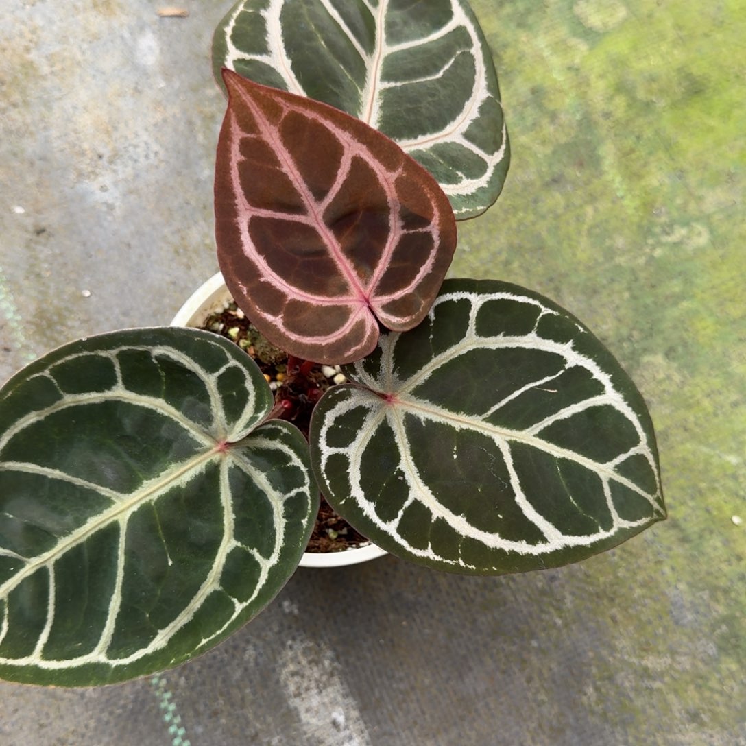 不开花植物米歇尔F2