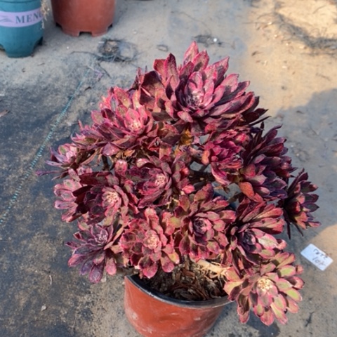 紫霞仙子多肉植物030