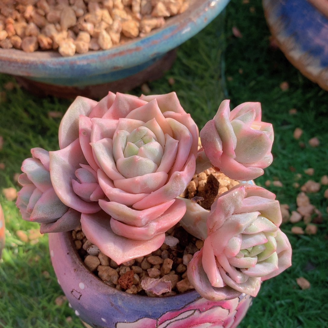 可爱玫瑰锦9 公分一物一拍