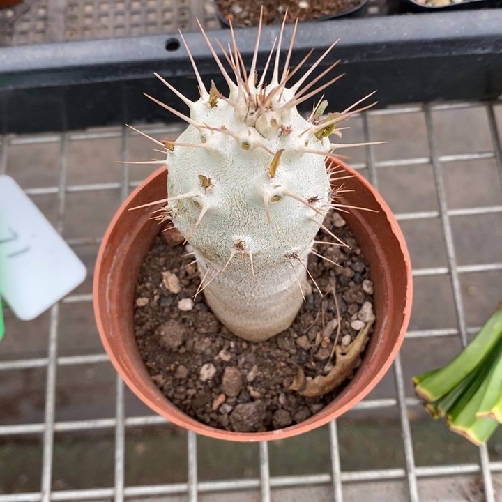 伯克利和格蕾纳等著名音乐