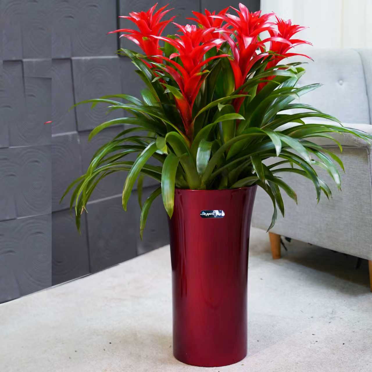 【开业乔迁居】大鸿运当头盆栽带花室内客厅绿植凤梨花卉净化空气