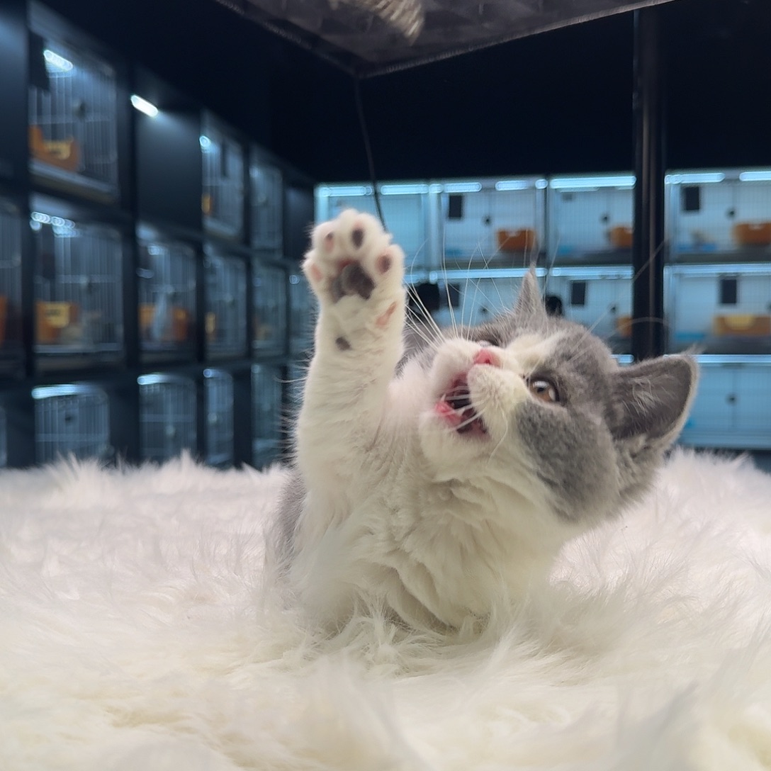 矮脚蓝白3针疫苗齐全