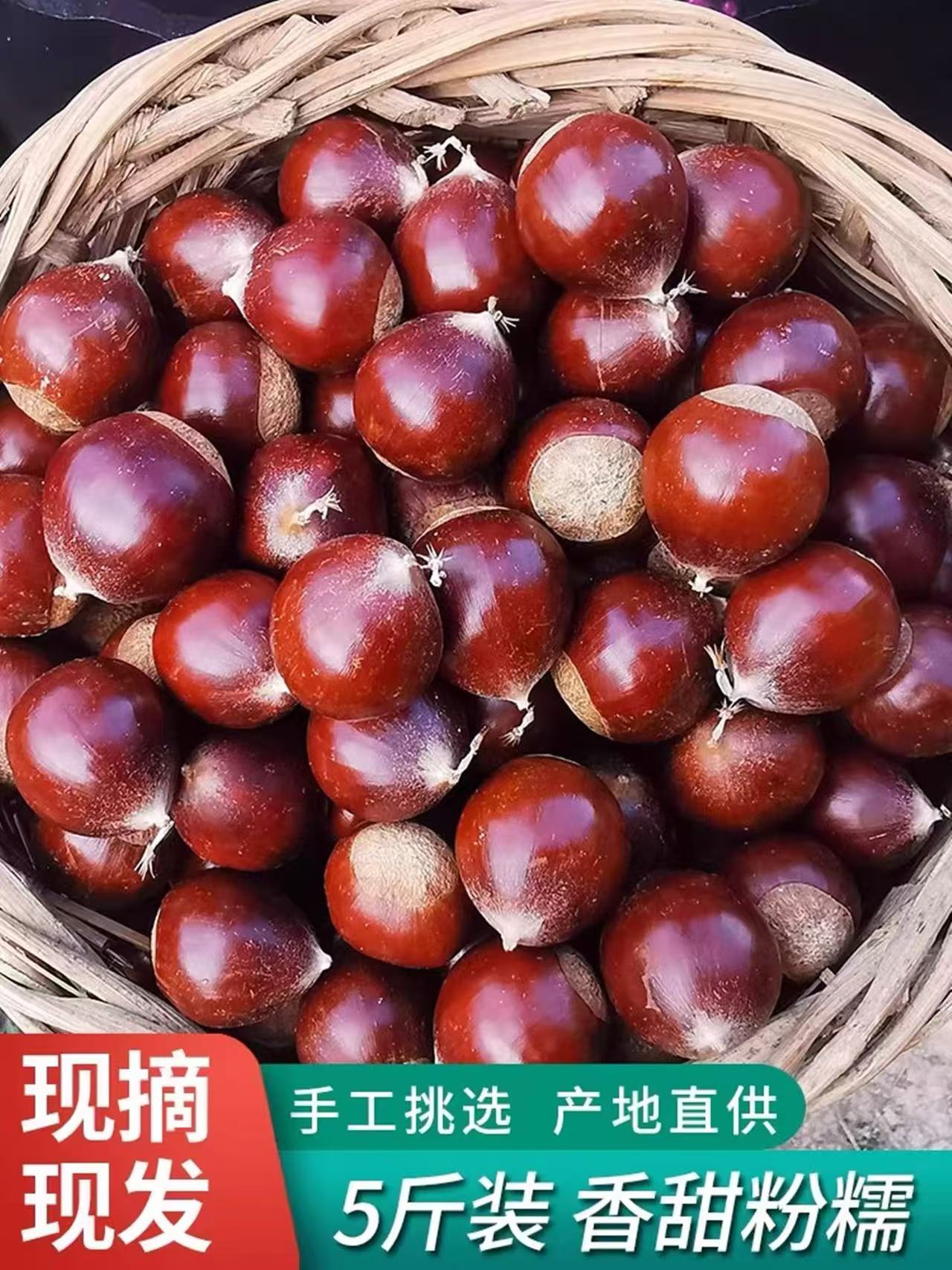 2025年福建建瓯高山圆锥栗现摘现发（坏果包赔）