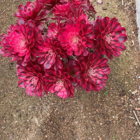 多肉植物白月光锦，