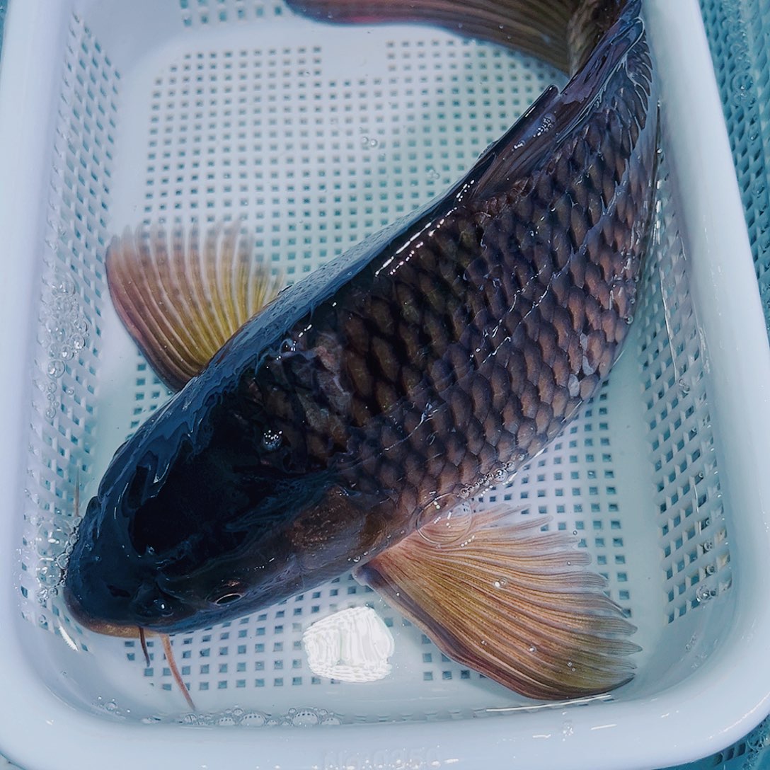 锦鲤锦鲤冷水鱼观赏144