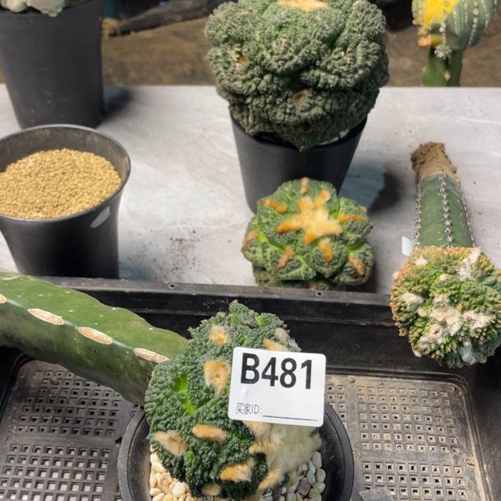 481哥斯拉大型体多头