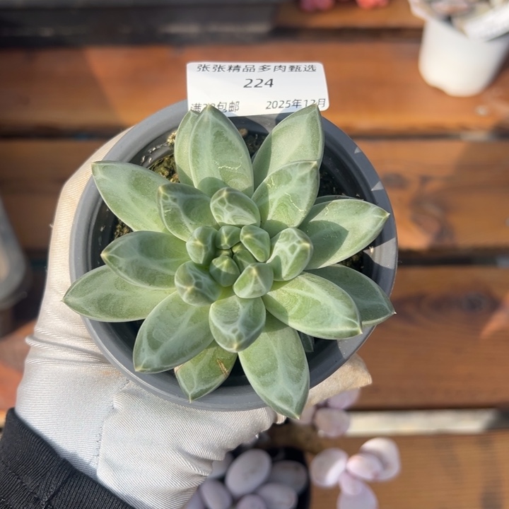 张张精品多肉甄选224