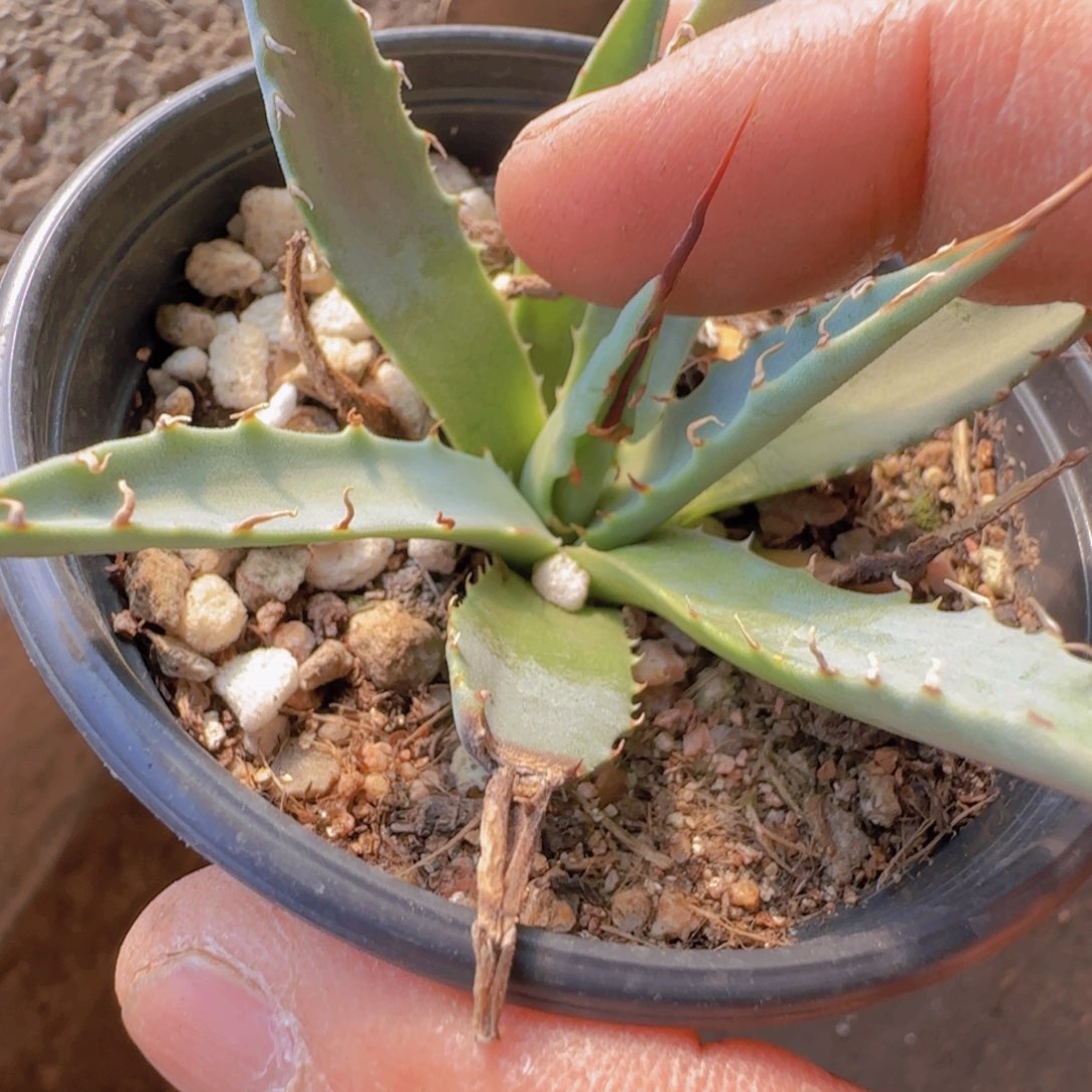 C***n块根植物块根植物