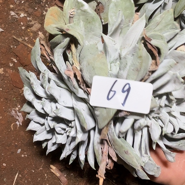 我***p3代杂交仙女杯多肉福利处理瑕疵