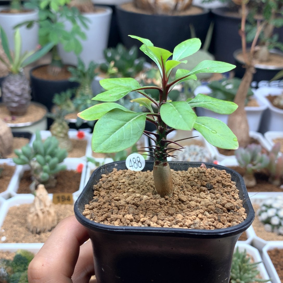 实生簇生富贵花带盆