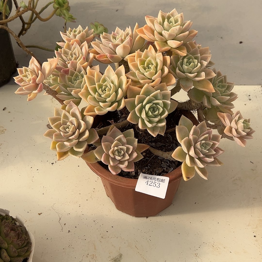 徐***吉4253哈利沃森多肉植物多肉