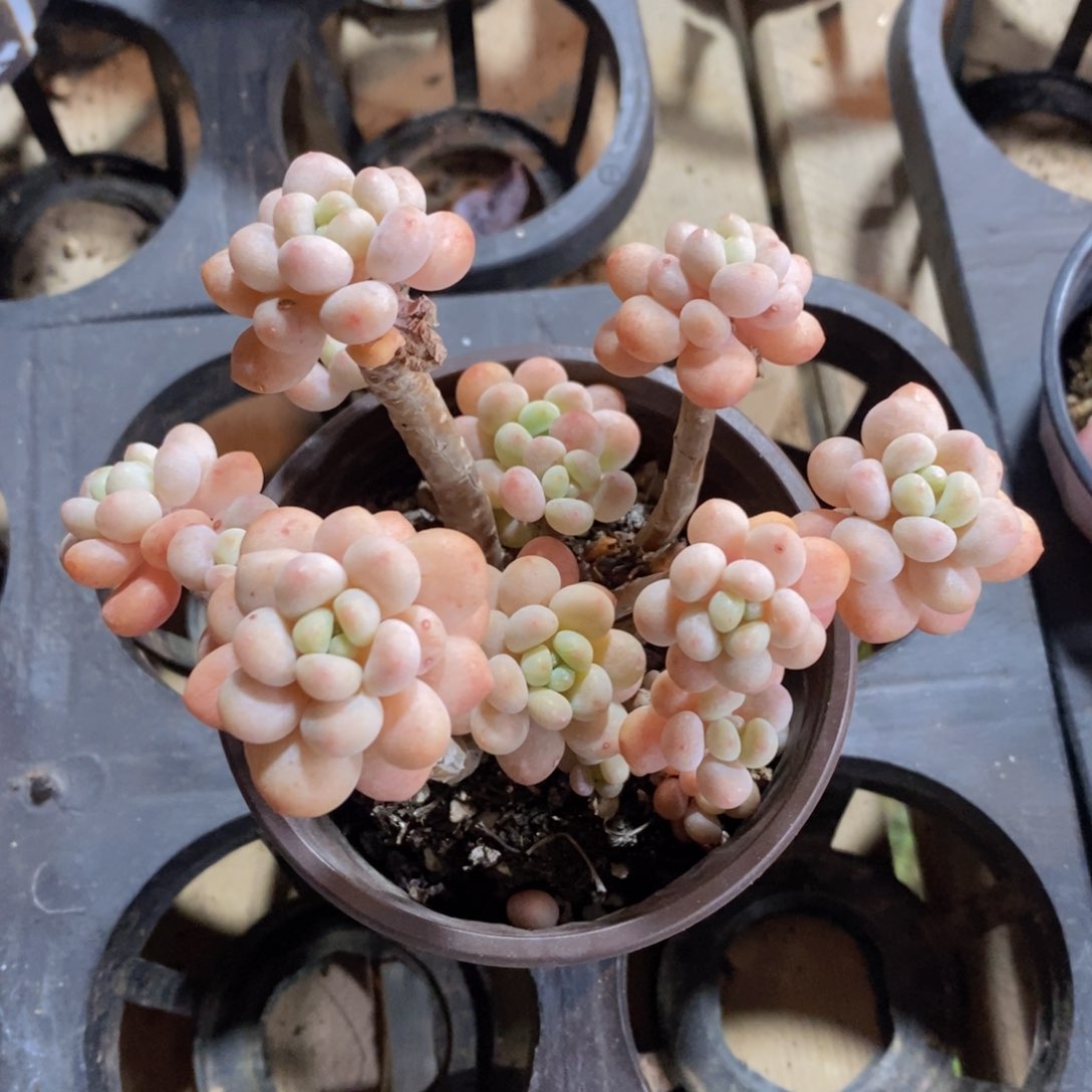 可问主播品种，下滑链接更多品种多肉植物选择