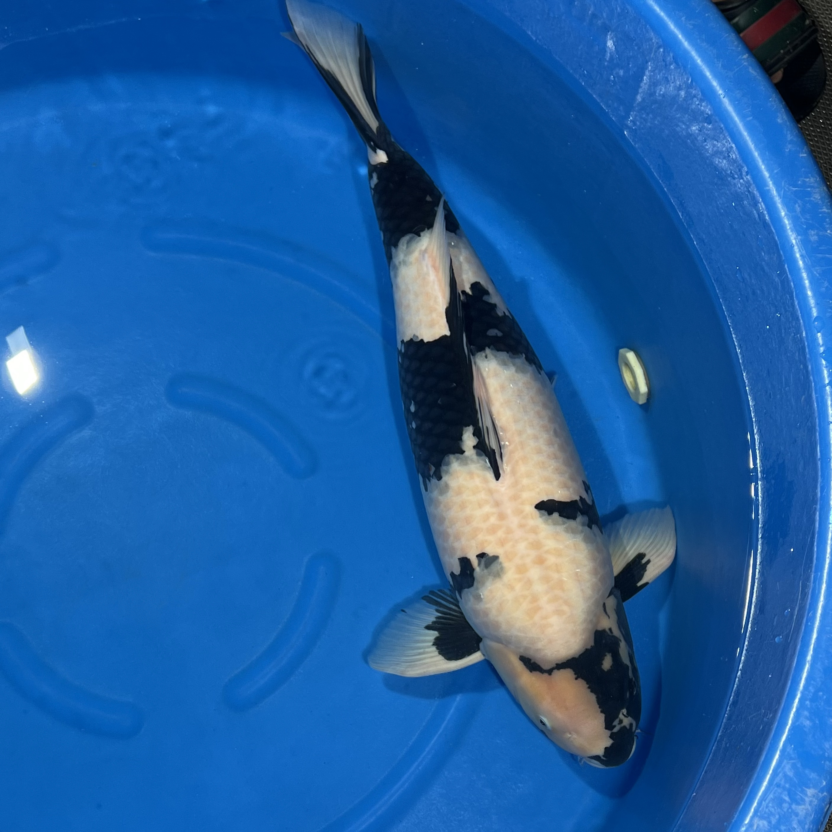 019面迫出品白写锦鲤母（爱哥）专拍