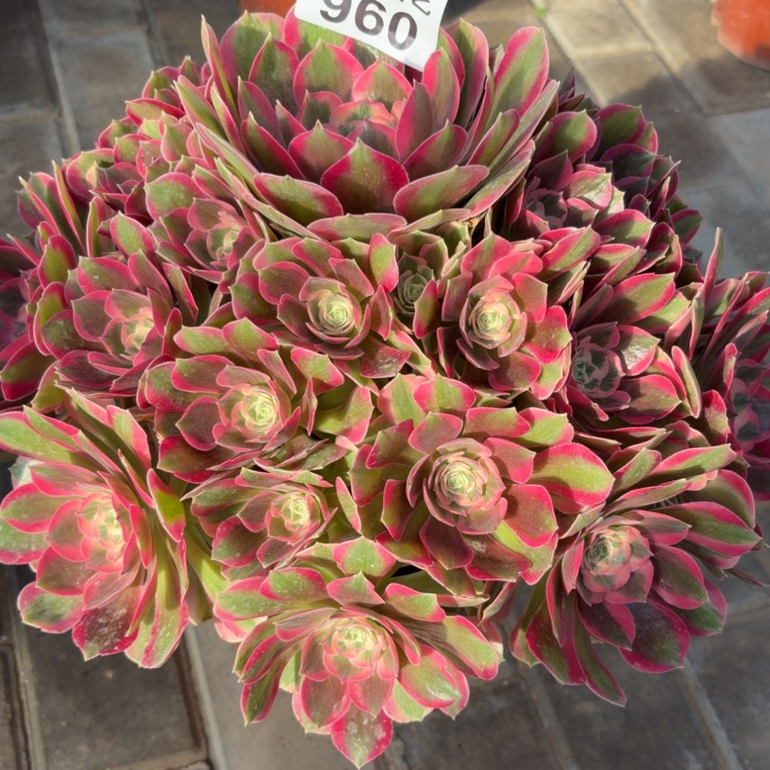 丰****粉女郎老桩960肉肉肉肉