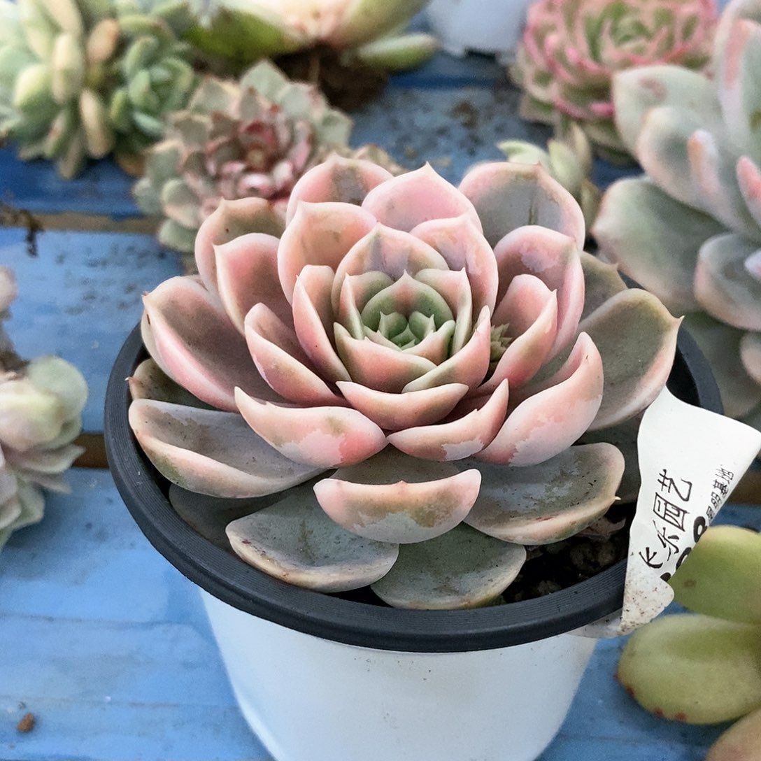 898蓝色惊喜锦多肉植物哇啦塞