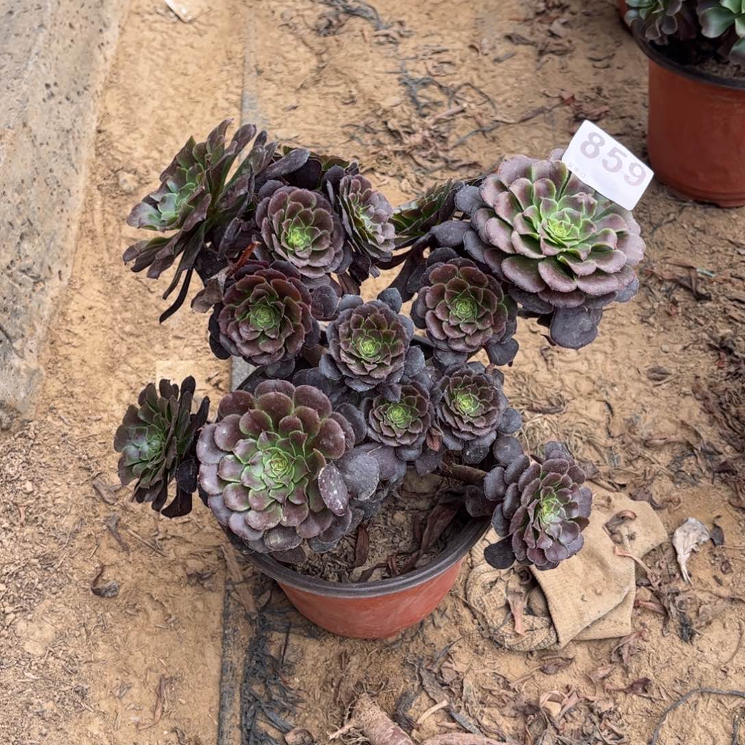 黑萝莉859不包断枝